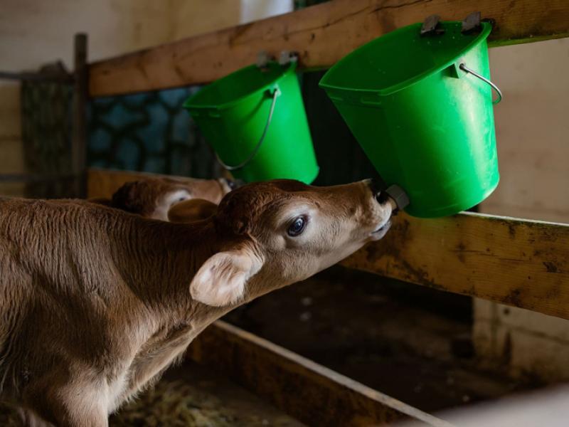 Акыйкатчы Институту 